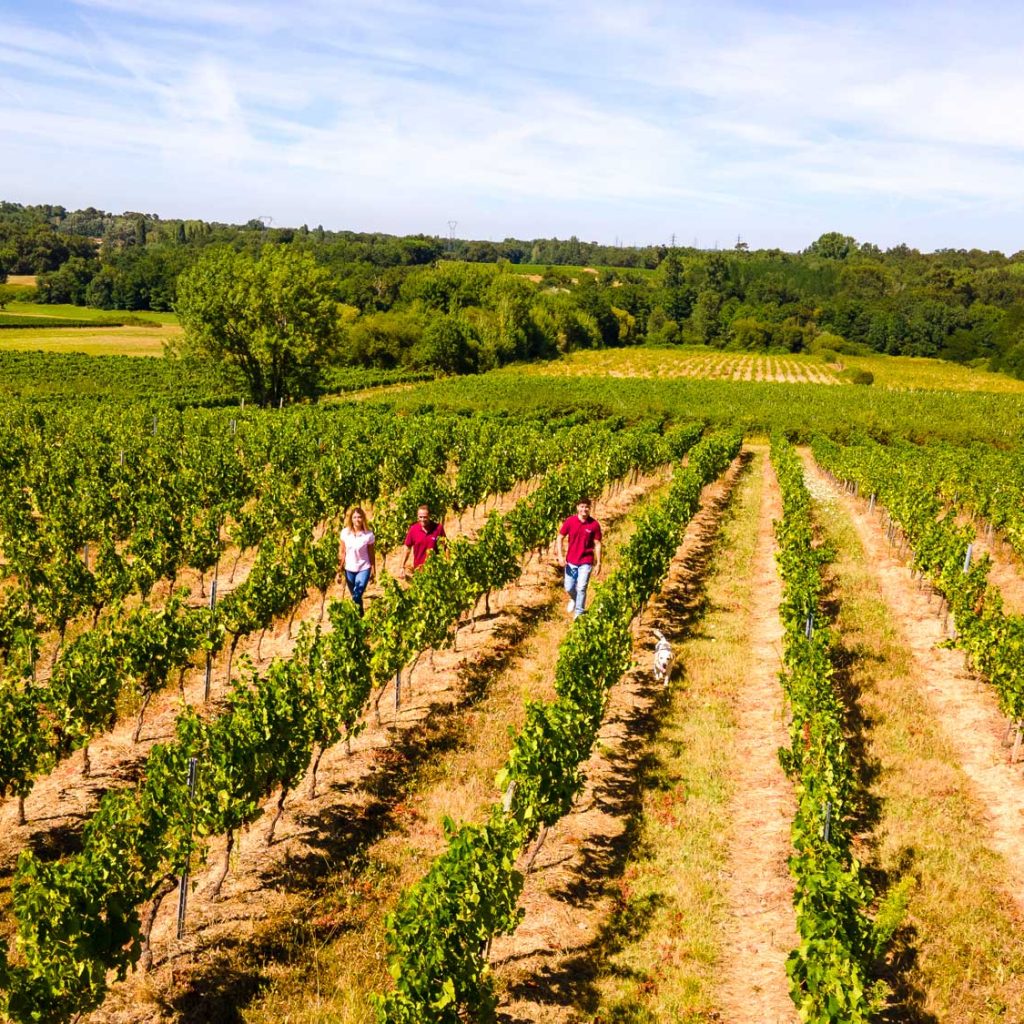 vignes-domaine-chateau-laroche